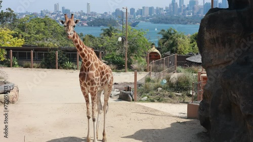 オーストラリア、シドニーにある海とキリンの見える動物園