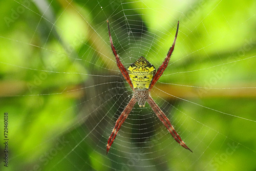 A spider argiope appensa standby on It web 