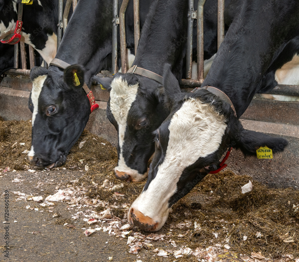 Cows in stable eating roughage and fodder beets at feeding gate on a