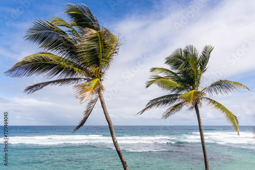 Two palm trees with coconuts on a beach in Barbados.