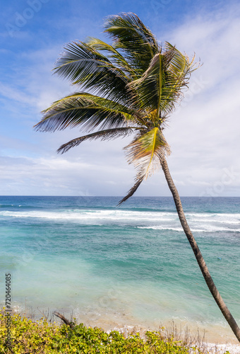 A palm tree with coconuts on a beach in Barbados.