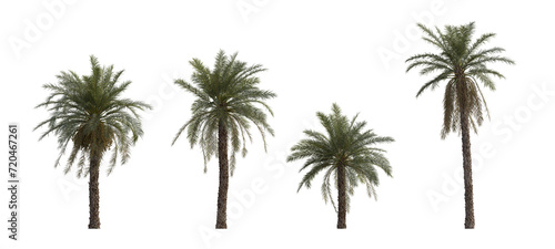 Phoenix dactylifera date palm frontal medium and small cloudy overcast isolated png on a transparent background perfectly cutout 