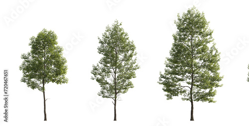 Tilia cordata cloudy set street summer trees medium and small isolated png on a transparent background perfectly cutout  Small-leaved linden  European linden  