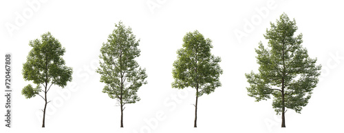 Tilia cordata cloudy set street summer trees medium and small isolated png on a transparent background perfectly cutout (Small-leaved linden, European linden)
 photo