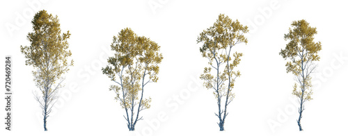 Betula ermanii set of gold ermans birch trees betula big medium trees isolated png in sunny daylight on a transparent background perfectly cutout
 photo