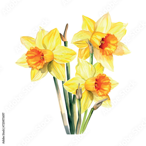 blossom, narcissus watercolor vector floral, bouquet