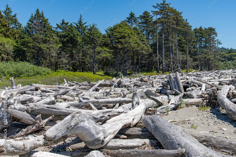 View of large pieces of driftwood including root structure, washed on shore on Kalaloch beach on coastal stretch of Olympic National Park, WA, USA View of large pieces of driftwood including root structure, washed on shore on Kalaloch beach on coastal stretch of Olympic National Park, WA, USA