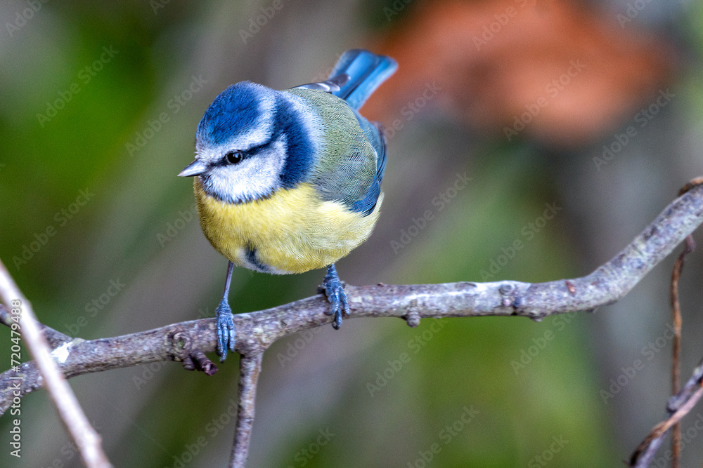 Obraz premium Blue Tit (Cyanistes caeruleus) in Father Collins Park, Dublin 13, Ireland