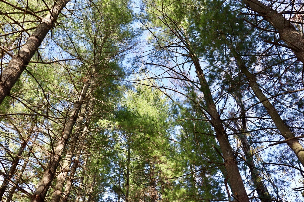 Fototapeta premium A view under the tall pine trees in the forest.