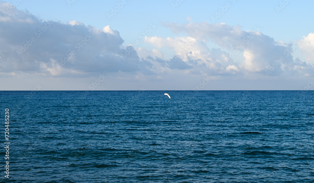 seagull over the Mediterranean sea on a sunny day 8 seagull over the Mediterranean sea on a sunny day 8