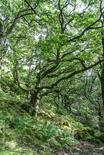 Sun and shadows in Glenborrodale Nature Reserve