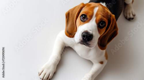 Cute beagle puppy laying on white floor with floppy ears, hound dog looking at camera, shot from above, room for type, pets, pet care, dog training, puppy training, family pet, and veterinary concepts
