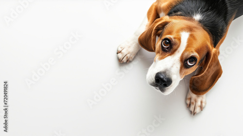 Cute beagle dog laying on white floor with floppy ears, hound dog looking at camera, shot from above, room for type, pets, pet care, dog training, puppy training, family pet, and veterinary concepts photo