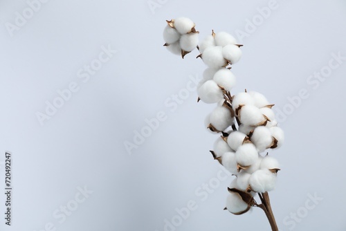 Beautiful cotton branch with fluffy flowers on light background, space for text
