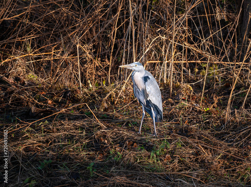 Grey Heron on the bank of the River Teviot in early morning sun in the Scottish Borders, United Kingdom photo