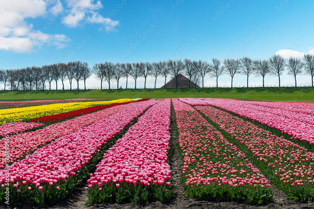 Panoramic view of long rows of pink, yellow and red tulips in a field in the Netherlands along a typical dike lined with trees and a farm roof sticking above the dike