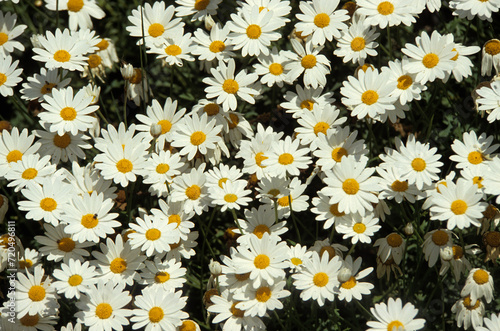 Chrysanthemum leucanthemus , Marguerite commune