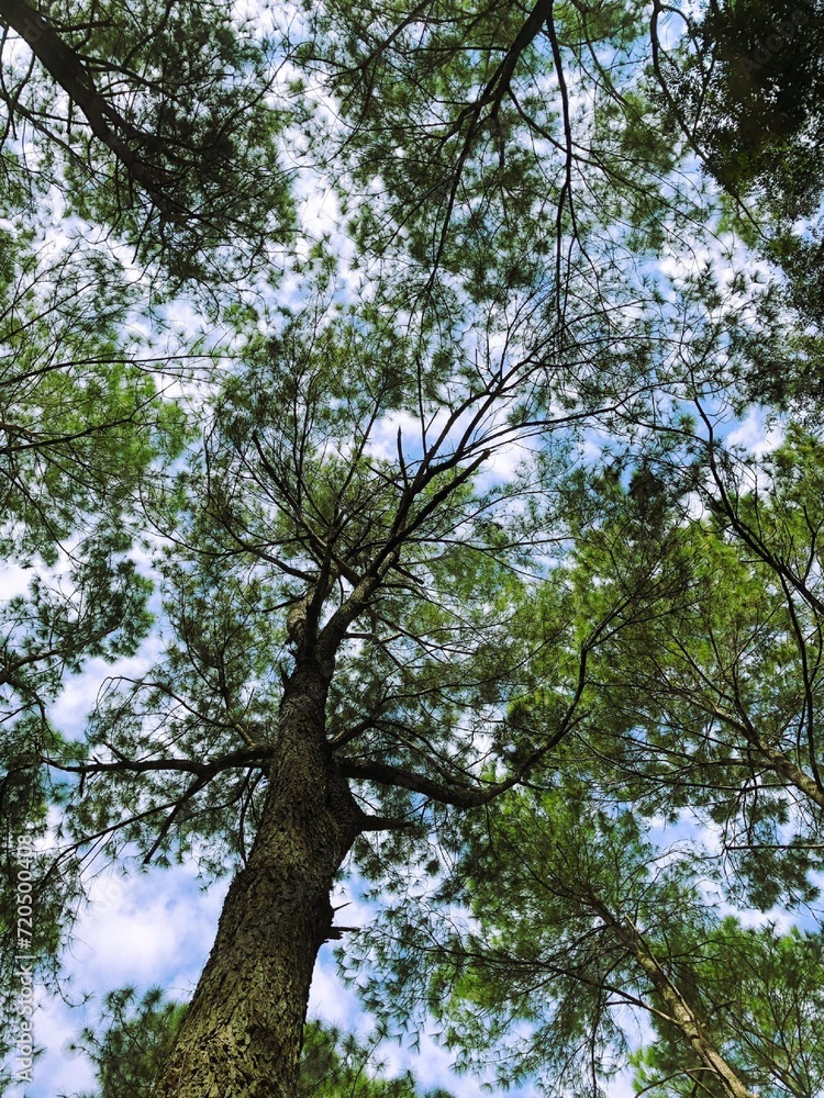 Obraz premium trees in the forest