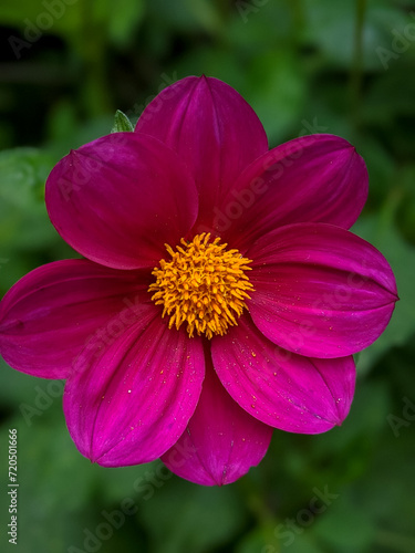 close up of pink and yellow  dahlia flower