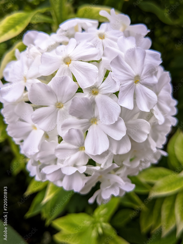 close up white snowball phlox flower close up white snowball phlox flower