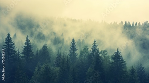 Winter Forest with Fir Trees in Fog and Snow-Capped Mountains in the Background. Calm, cool