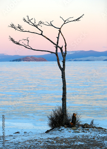 silhouette of a tree on the shore of Lake Baikal in winter