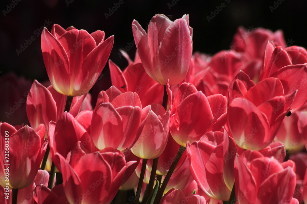 pink  tulips