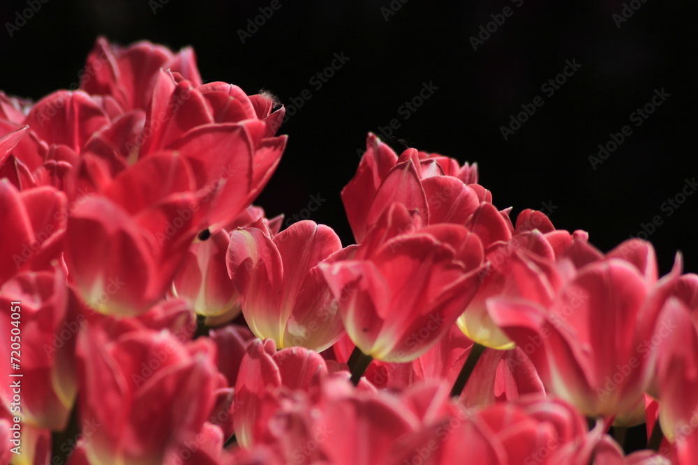 close up of a tulip close up of a tulip