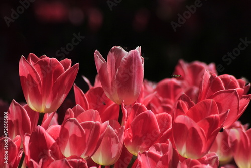 pink tulips in the garden © AliCagatay