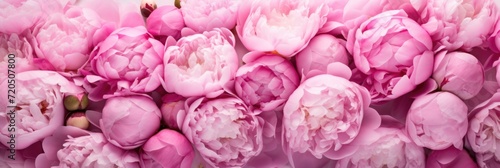 colorful background of pink peonies close up © Natalia