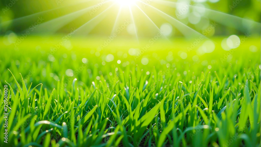 Green grass and sunlight banner background, Natural background with young juicy green grass