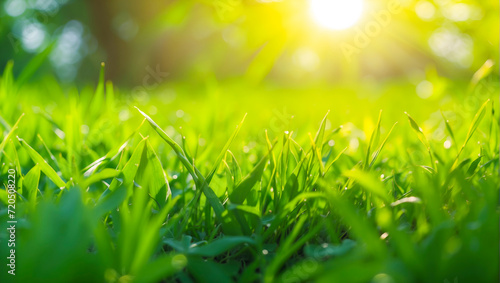 Green grass and sunlight banner background, background of green grass and blurred foliage with strong sunlight