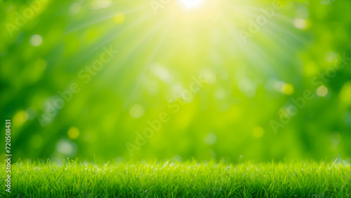 Green grass and sunlight banner background, Natural background with young juicy green grass in sunlight