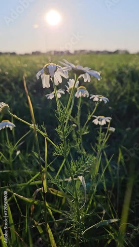 Field of Daisies and Sunset. Vertical design in 9:16 ratio for smartphone and social media