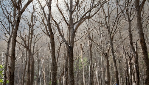 Background with dry bare trees in a dark winter forest.
