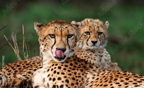 Female cheetah and her cub, Zimanga Private Game Reserve, KwaZulu Natal. photo