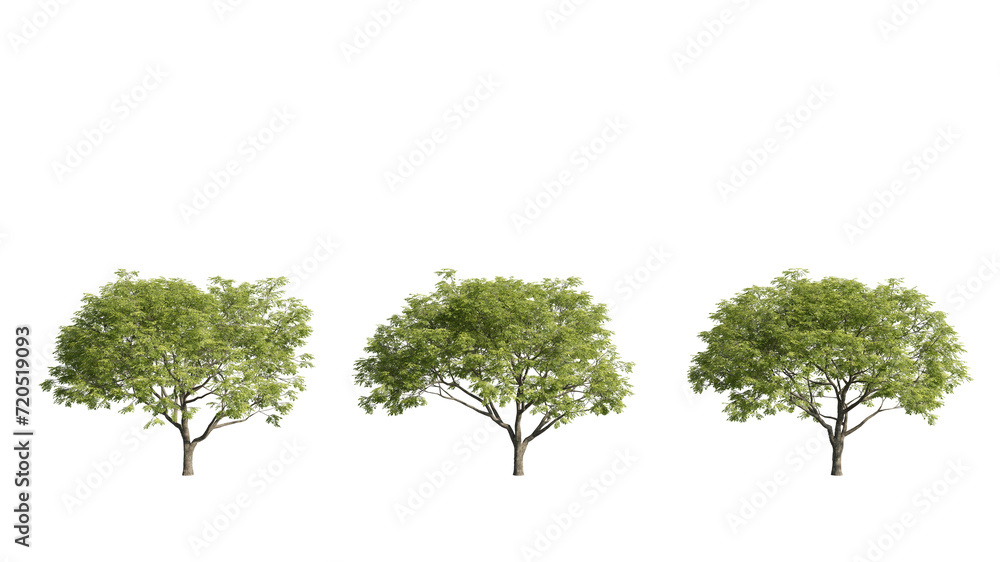 Set of Albizia saman trees, realistic 3D rendering on a transparent background Set of Albizia saman trees, realistic 3D rendering on a transparent background