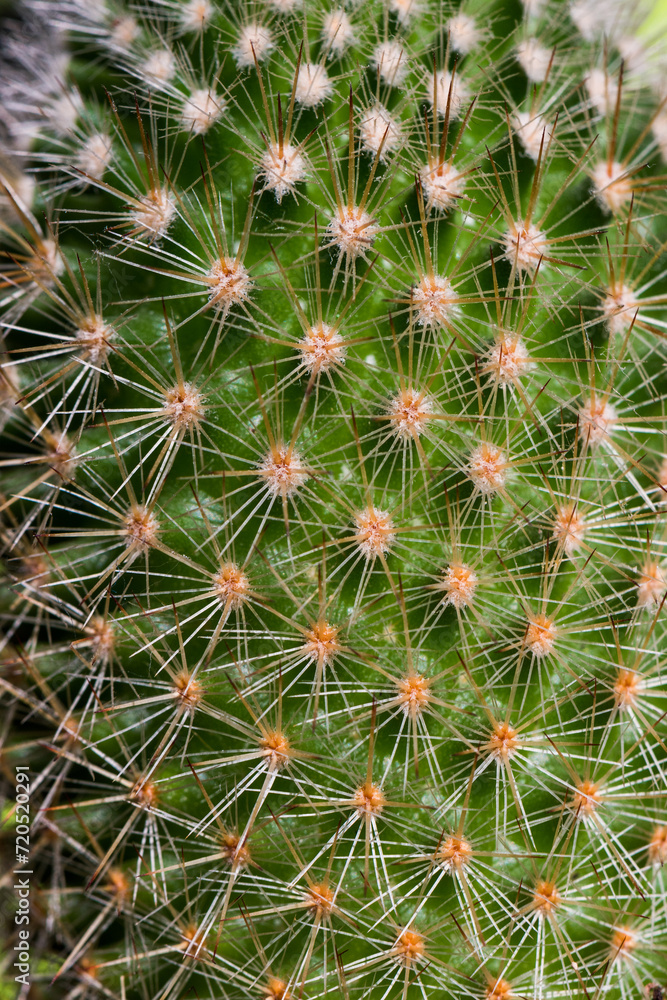 close up of cactus thorns isolated on green background close up of cactus thorns isolated on green background