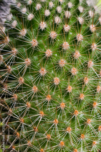 close up of cactus thorns isolated on green background