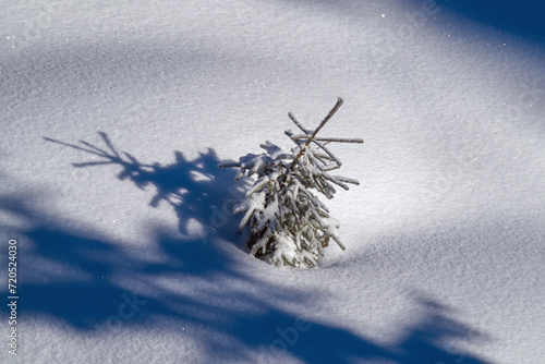 beautiful nature - snowedin small spruce and glitter snow in the sunrise photo