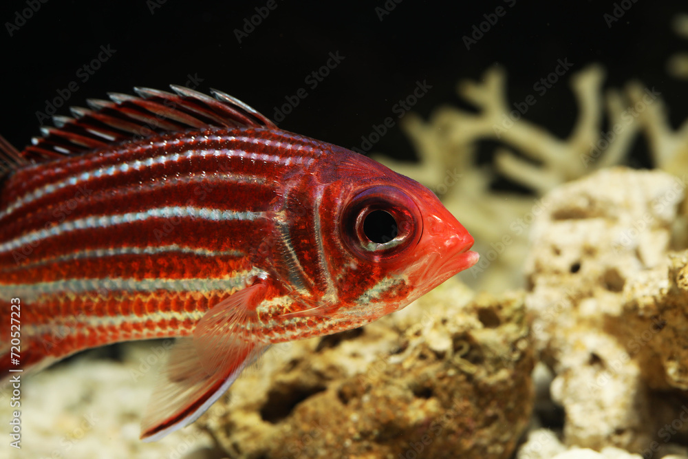 Threespot or Horned Squirrelfish (Sargocentron cornutum) Threespot or Horned Squirrelfish (Sargocentron cornutum)