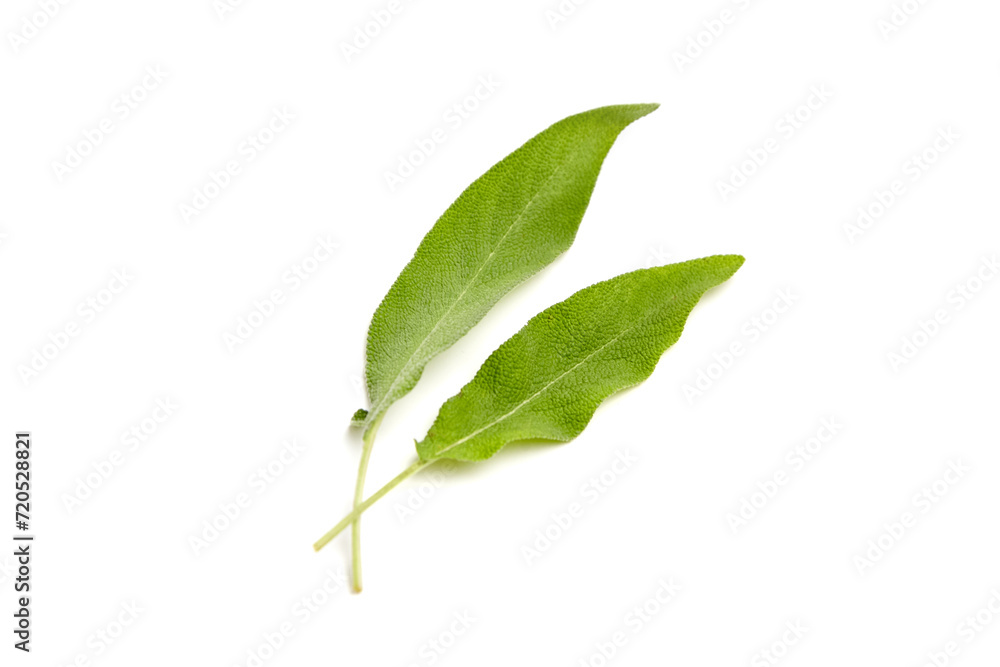 Obraz premium Sage herb leaves isolated on white background. Two fresh garden sage leaves