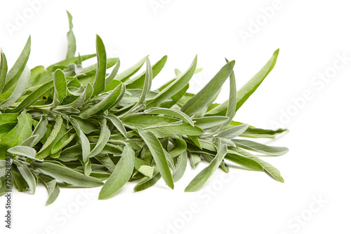 Sage herb leaves isolated on white background. Fresh garden sage, commonly known as Salvia officinalis