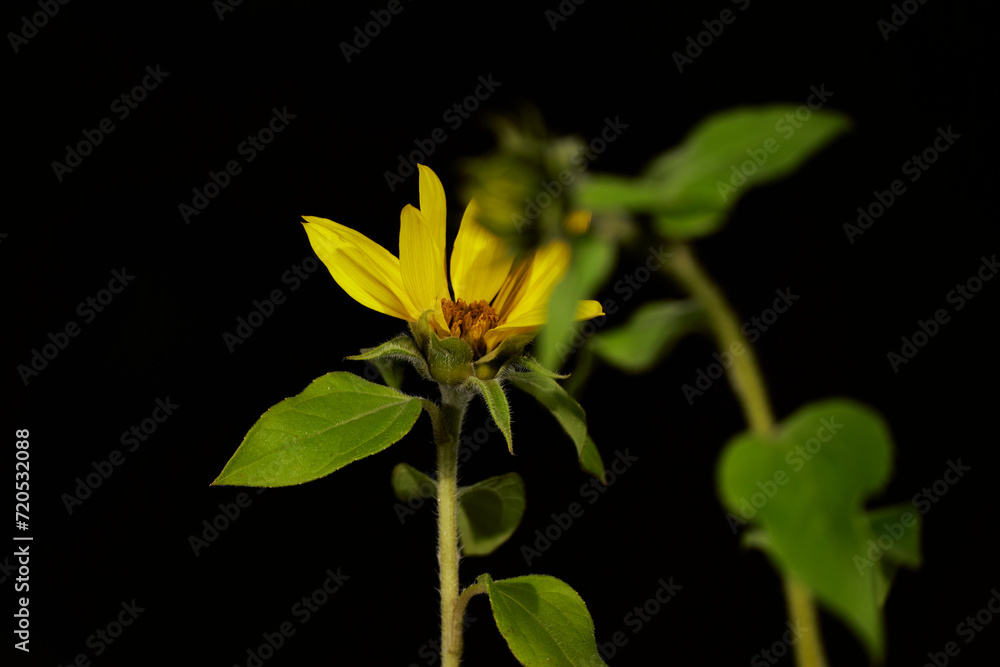 Fototapeta premium pequeño girasol florecido de pipas negras para pájaros