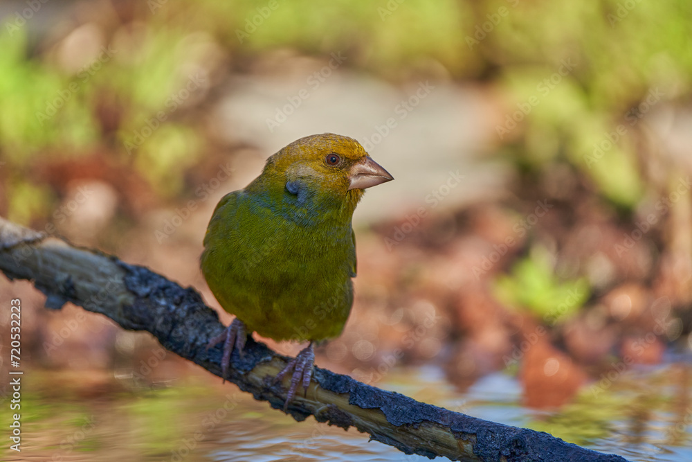 verderón europeo o verderón común (Chloris chloris) con un parasito garrapata en el cuello
verderón europeo o verderón común (Chloris chloris) con un parasito garrapata en el cuello