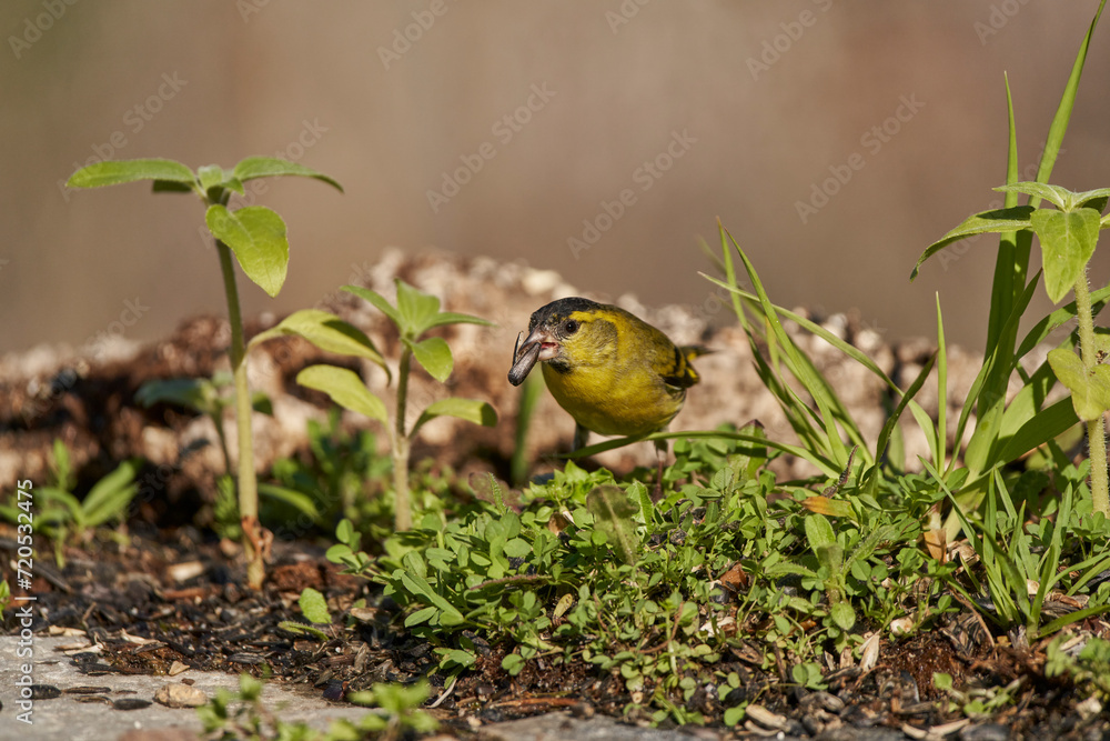Jilguero lúgano posado en el borde del estanque y reflejado en el agua (Carduelis spinus)
Jilguero lúgano posado en el borde del estanque y reflejado en el agua (Carduelis spinus)