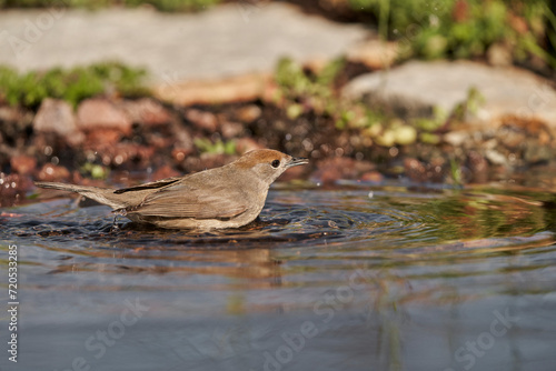 curruca capirotada hembra en el estanque  © JOSE ANTONIO