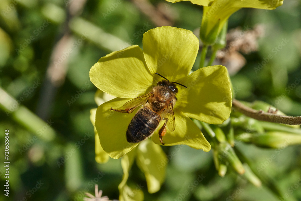 abeja melífera en una flor amarilla (Apis mellifera Linnaeus) Marbella Andalucía España abeja melífera en una flor amarilla (Apis mellifera Linnaeus) Marbella Andalucía España