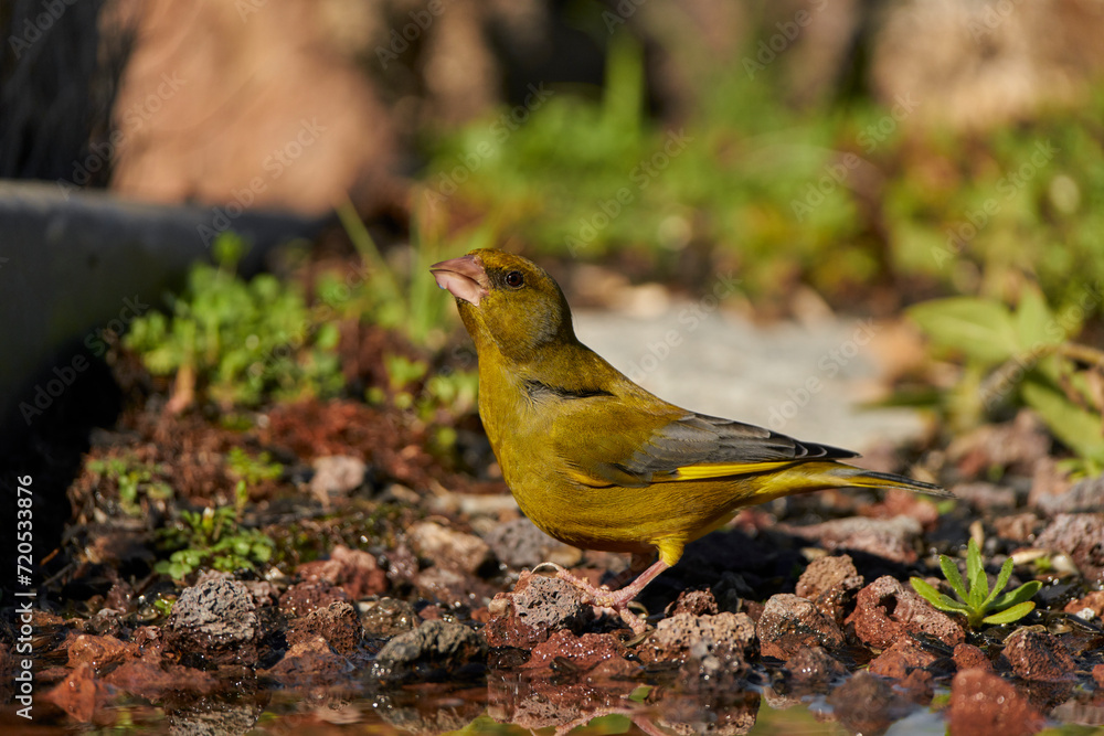 verderón europeo o verderón común (Chloris chloris)
verderón europeo o verderón común (Chloris chloris)