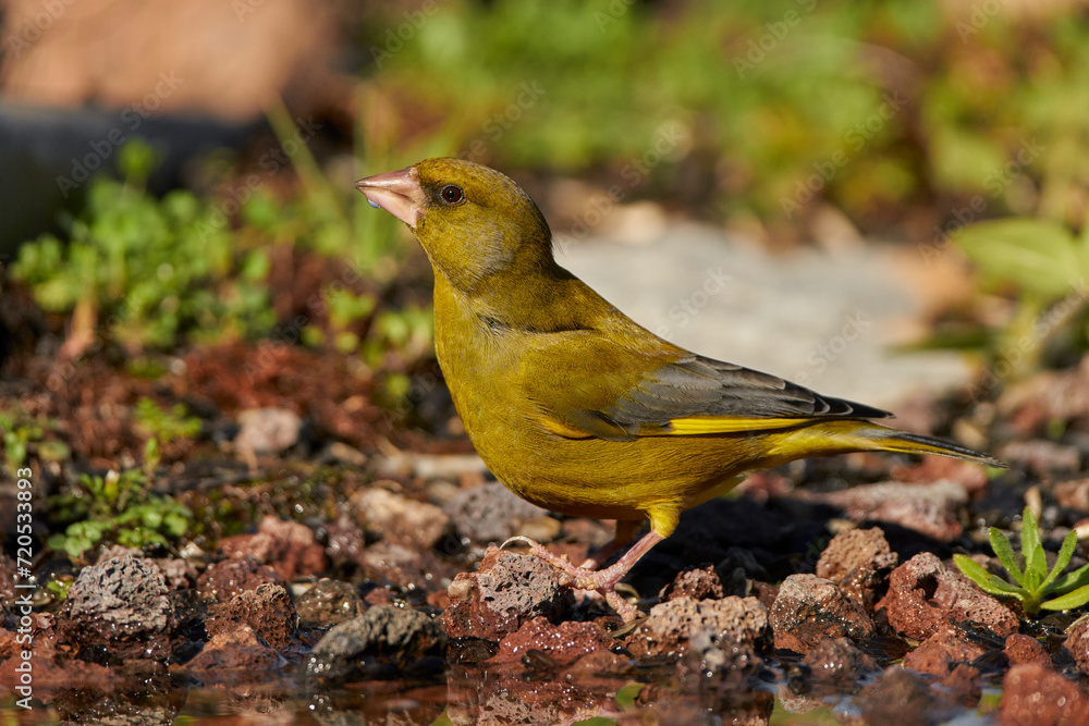 verderón europeo o verderón común (Chloris chloris)
verderón europeo o verderón común (Chloris chloris)